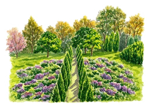 Watercolour of the cypress-lined garden path in bloom at Red Leaf